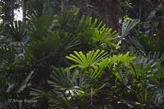 Licuala spinosa